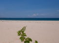 A lonely long shoot of grass stretches along the sandy beach towards the blue sea. in Vietnam, on a clear sunn