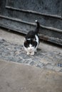 Lonely-looking cute kitten on the old city street