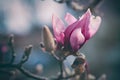 Lonely pink magnolia bud in early spring