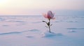 Lonely Magnolia A Romantic Flower Blooming In The Snow