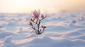 Lonely Magnolia: A Visual Story Of A Pink Flower In The Snow