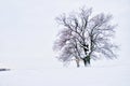 Lonely majestic oak tree in winter