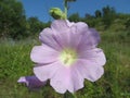 Lonely Malva flower Royalty Free Stock Photo