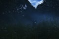 Lonely man with flashlight wandering in vague forest landscape. Mysterious light in gloomy dark field with mist between