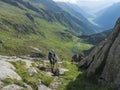 Lonely man hiker with heavy backpack at Stubai hiking trail, Stubai Hohenweg at green summer alpine mountain valley with Royalty Free Stock Photo