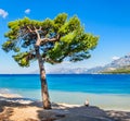 Lonely man sits under a lone tree on the seashore Royalty Free Stock Photo