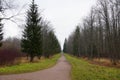 lonely man very long straight path in an autumn park with yellow leaves puddles Royalty Free Stock Photo