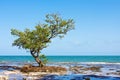 Lonely Mangrove tree Royalty Free Stock Photo