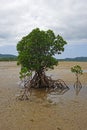 Mangrove tree growing on the sand on the beach during a low tide. Royalty Free Stock Photo