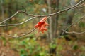 Lonely maple leaf on a branch Royalty Free Stock Photo