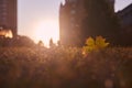 Lonely maple leaf lying on the grass on sunset. Royalty Free Stock Photo