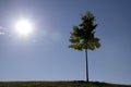 Lonely maple tree isolated in the hill with lens flare. Royalty Free Stock Photo