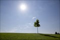 Lonely maple tree isolated in the hill with lens flare. Royalty Free Stock Photo