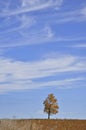 Lonely maple trees isolated in the middle of a soybean field. perfect as wallpaper