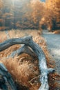 Lonely mature driftwood tree on the edge of an abandoned road. Royalty Free Stock Photo