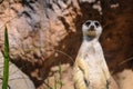 Lonely meerkat looking curiosity on stony background