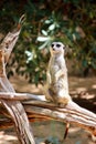 A lonely meerkat staring into the distance seeking for potencial danger.