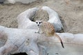 Lonely meerkat