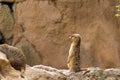 A lonely Meerkat or Suricate standing on a rock watchful
