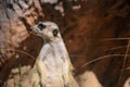 Lonely meerkat watching side on stony background