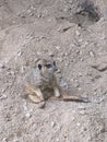 A Lonely Meerkat (Suricata suricatta) sitting on the ground,Hong Kong Zoological and Botanical Gardens