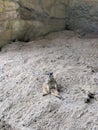 A Lonely Meerkat (Suricata suricatta) sitting on the ground, Hong Kong Zoological and Botanical Gardens