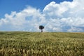 lonely in the middle of an immense field, lonely tree