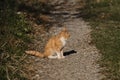 Lonely mongrel cat outside. Sitting on country road and looking away, profile view. There`s grass all around.Homeless street