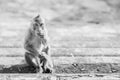 Lonely monkey waitng for a freind Royalty Free Stock Photo