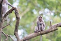 Lonely monkey macaque on tree branch Royalty Free Stock Photo