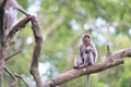 Lonely monkey macaque on tree branch