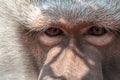 Lonely monkey sad eyes quite close Royalty Free Stock Photo