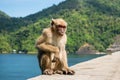 Lonely monkey sitdown on concrete Royalty Free Stock Photo