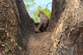 Lonely monkey sitting alone