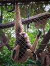 Lonely monkey sitting in the cage at zoo