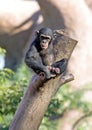 Lonely monkey sitting on top of a large tree trunk