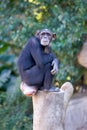 Lonely monkey sitting on top of a large tree trunk Royalty Free Stock Photo