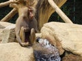 Lonely monkey sitting on water in zoo in augsburg