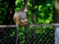 Lonely monkey in Cambodia Royalty Free Stock Photo