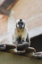 Lonely monkey on top of a roof Royalty Free Stock Photo