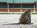 Lonely monkey Royalty Free Stock Photo