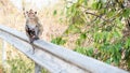 Lonely monkey waitng for a freind Royalty Free Stock Photo
