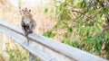 Lonely monkey waitng for a freind Royalty Free Stock Photo