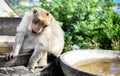 Lonely monkey waitng for a freind Royalty Free Stock Photo