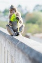 Lonely monkey waitng for a freind Royalty Free Stock Photo