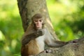 A lonely monkey Royalty Free Stock Photo