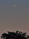 Lonely moon of haze on a violet sky over a thick tree crown Royalty Free Stock Photo