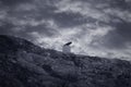 Lonely mountain crow