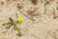 Lonely mountain yellow flower on the ground
