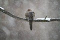 Lonely Mourning Dove on Branch in Snowfall Royalty Free Stock Photo